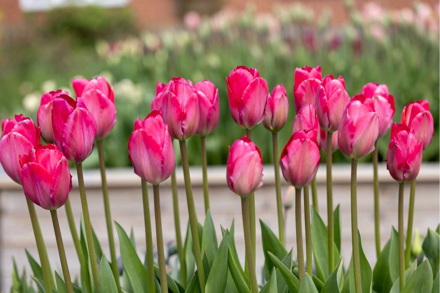 Tulppaani 'Lady van Eijk'